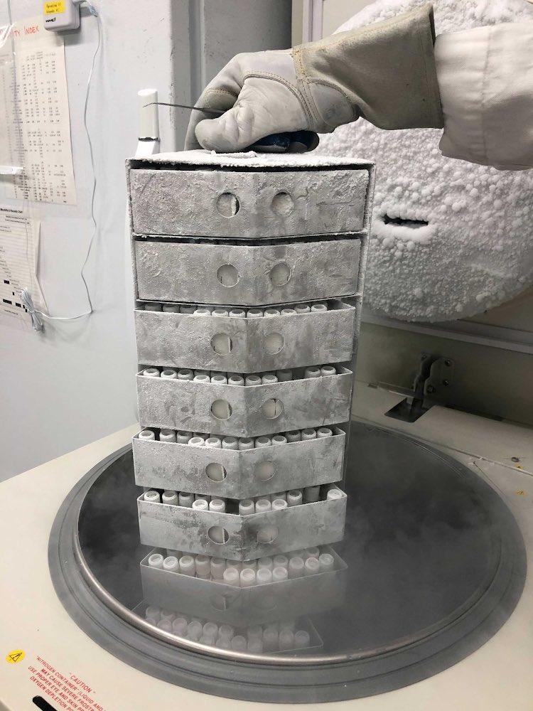 Fungi are crucial to our environment, culture, and economy, yet research lags due to culturing challenges. Preserving these species is vital. Cryogenic biobanking at -165°C is the best practice but often inaccessible for smaller labs. Our new research offers practical steps for
