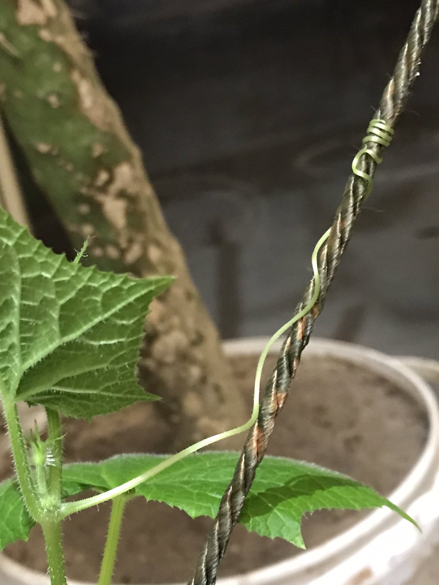 NaziriVale89140's tweet photo. The green strands of life under the steel strands
#steel_life #photo #NFT #Art_NFT https://t.co/TJwhhIDYGh