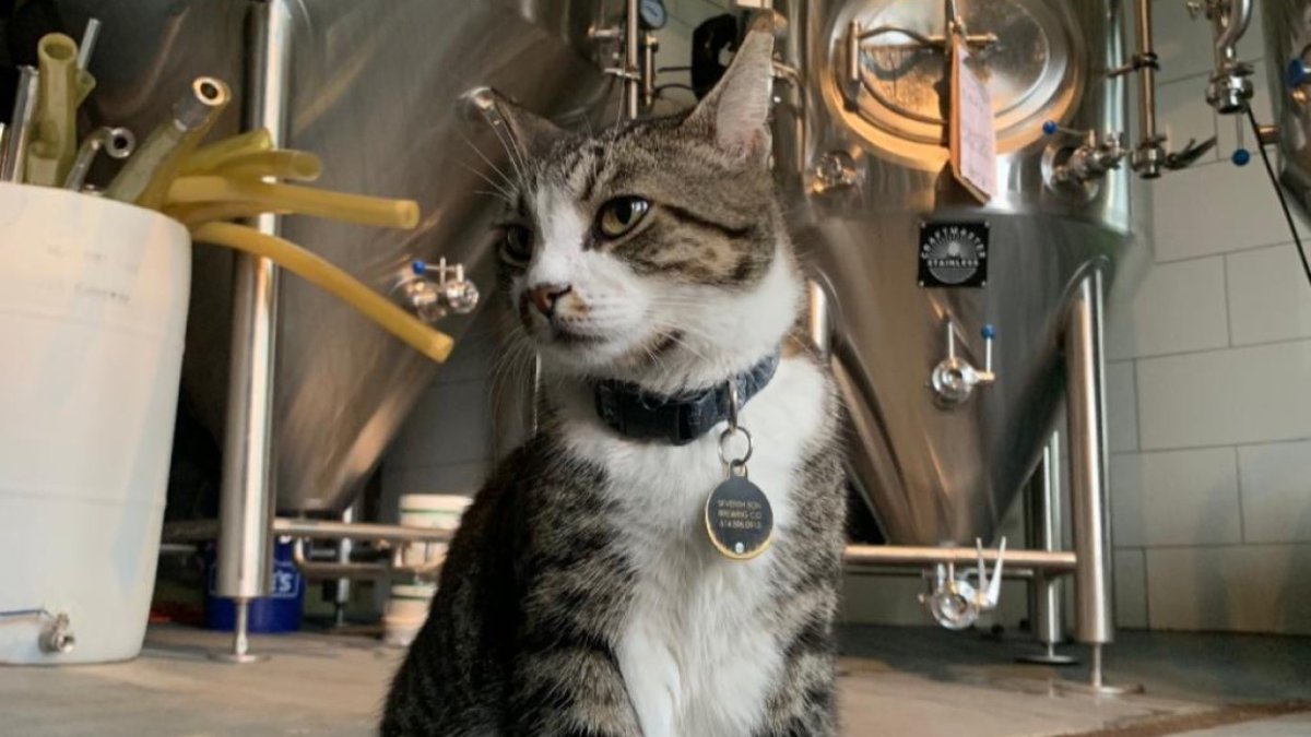 'Assistant manager cat' returns to Ohio brewery after beating cancer nbc4i.co/3XS6rKh