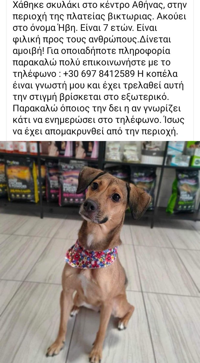 KatKatPt's tweet photo. 🆘️🆘️🆘️
Χάθηκε η Ήβη στην πλατεία Βικτωρίας 
Είναι 7 ετών πολύ φιλική με τους ανθρώπους 
Οι δικοί της άνθρωποι την ψάχνουν με αγωνία 
Όποιος την έχει δει ή γνωρίζει κάτι να καλέσει άμεσα στο τηλ 
Rt 🙏 🙏 🙏 https://t.co/C85AzeKINz
