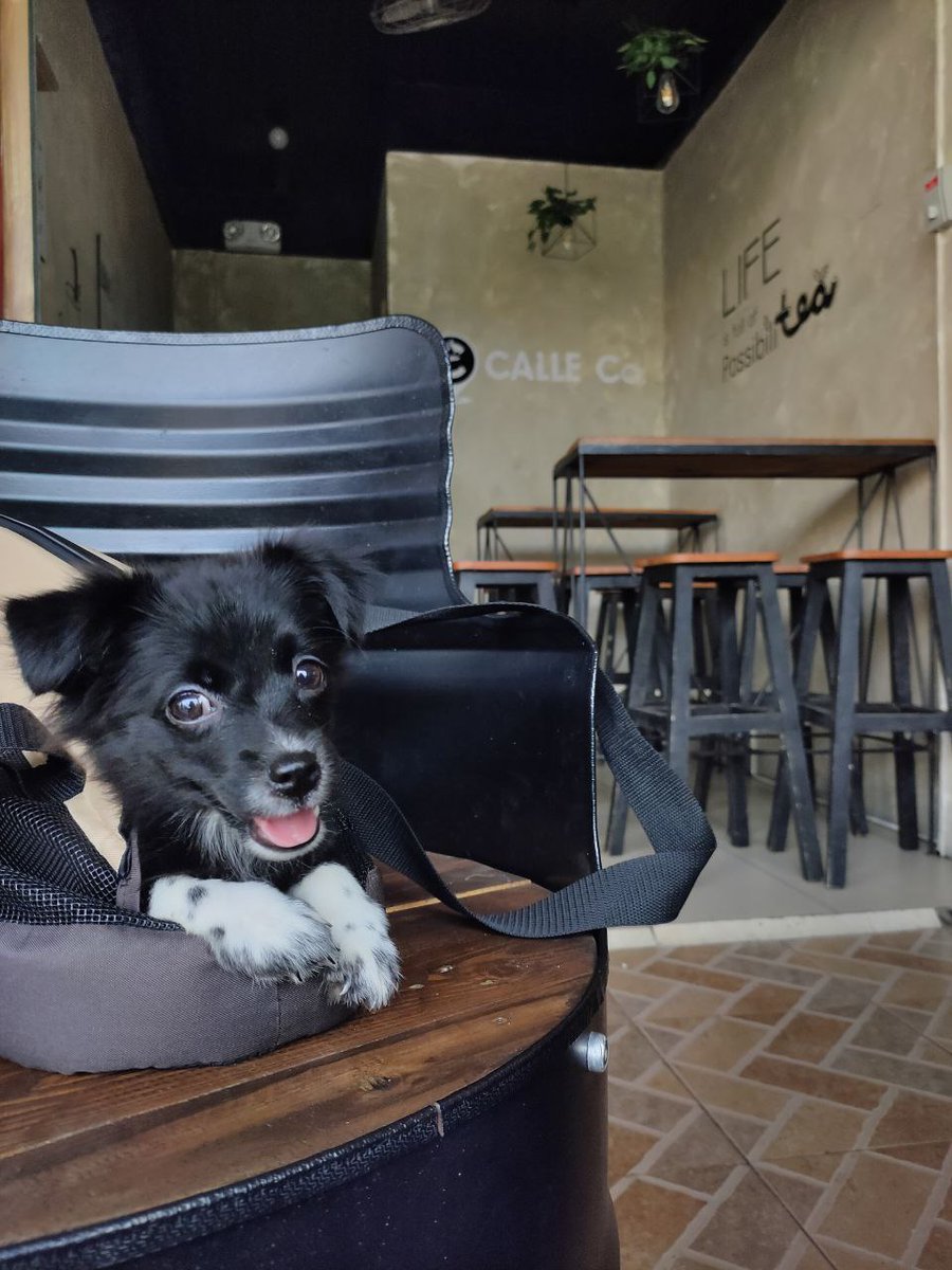 wazdapoint's tweet photo. galing vet happy sha kasi binilhan q sha dog threats hehehehe https://t.co/B01z9oMbfJ