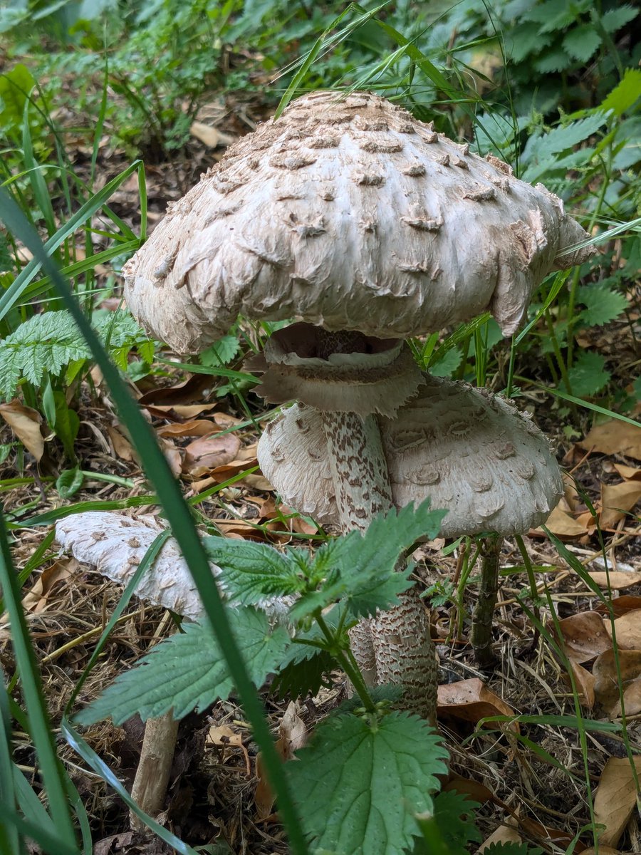 A little group of parasols, very early for hereabouts. 
#MushroomMonday