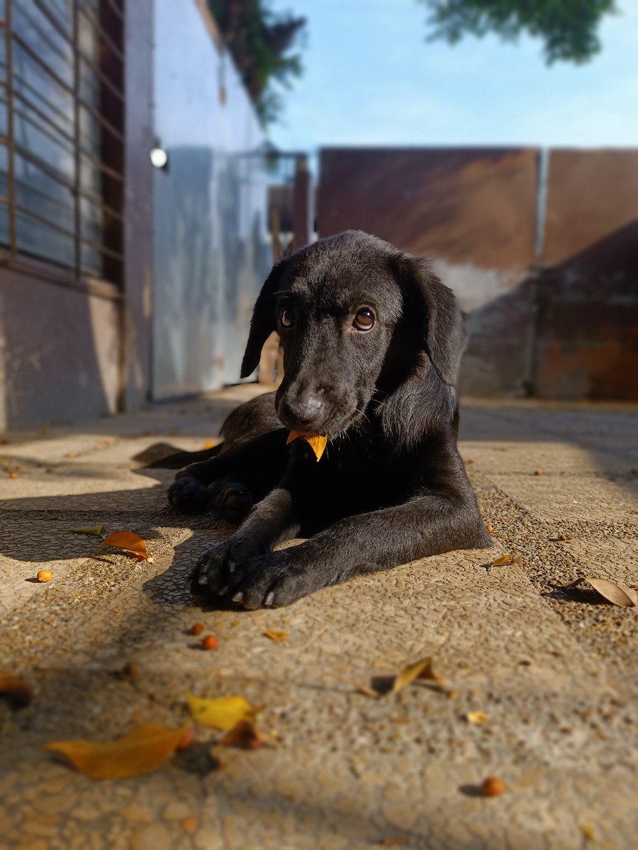 Ella es Cuca y busca hogar. A inicios de este año la abandonaron en nuestro refugio tirándola por encima del muro, felizmente sin hacerse daño.

✅ 6-7 meses
✅ Vacunada
✅ Pequeña
✅ Juguetona, amorosa
✅ Ama a los gatos

#adoptanocompres #cachorros #amigosconcola #Guayaquil