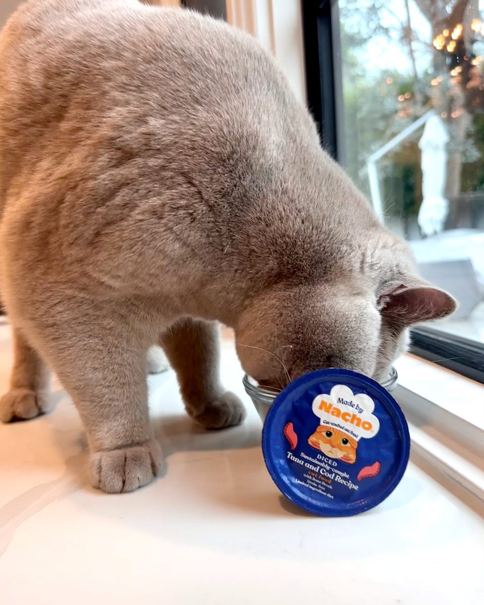 madebynachoflay's tweet photo. Hydration Tip #1: All cat parents know you can lead a cat to water, but you can't make them drink. 🫠 Luckily all of our recipes are made with bone broth to help cats stay healthy and hydrated.

#MadeByNacho #NationalPetHydrationAwarenessMonth https://t.co/gxoIKztU04