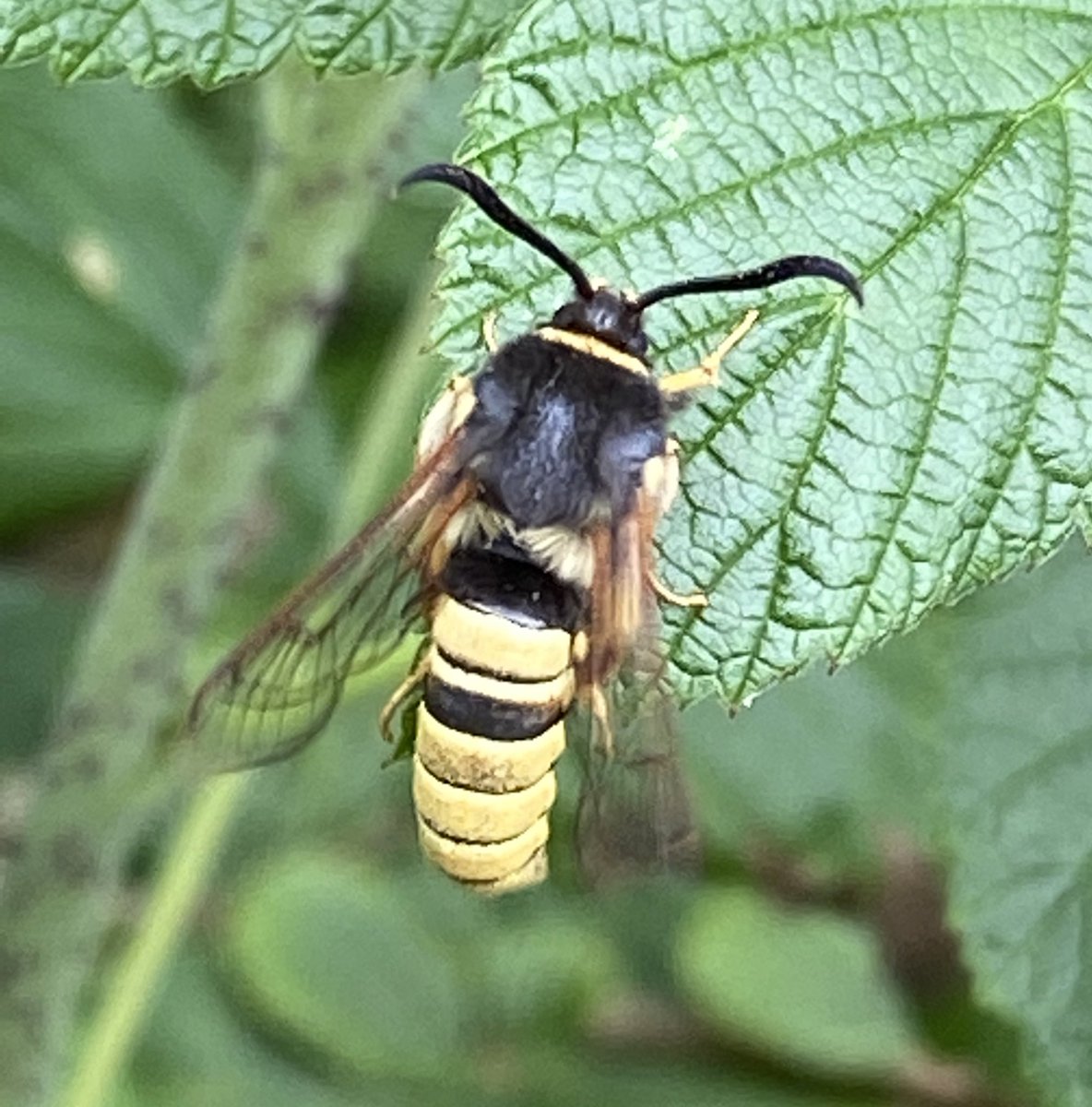 Martine🦋Brennan🍄 (@brennanmartine) on Twitter photo Two Lunar Hornet clearwing moths came to my lure at <a href="/abbeyleixbog/">Abbeyleix Bog</a> a week ago. #teammoth Two Lunar Hornet clearwing moths came to my lure at <a href="/abbeyleixbog/">Abbeyleix Bog</a> a week ago. #teammoth