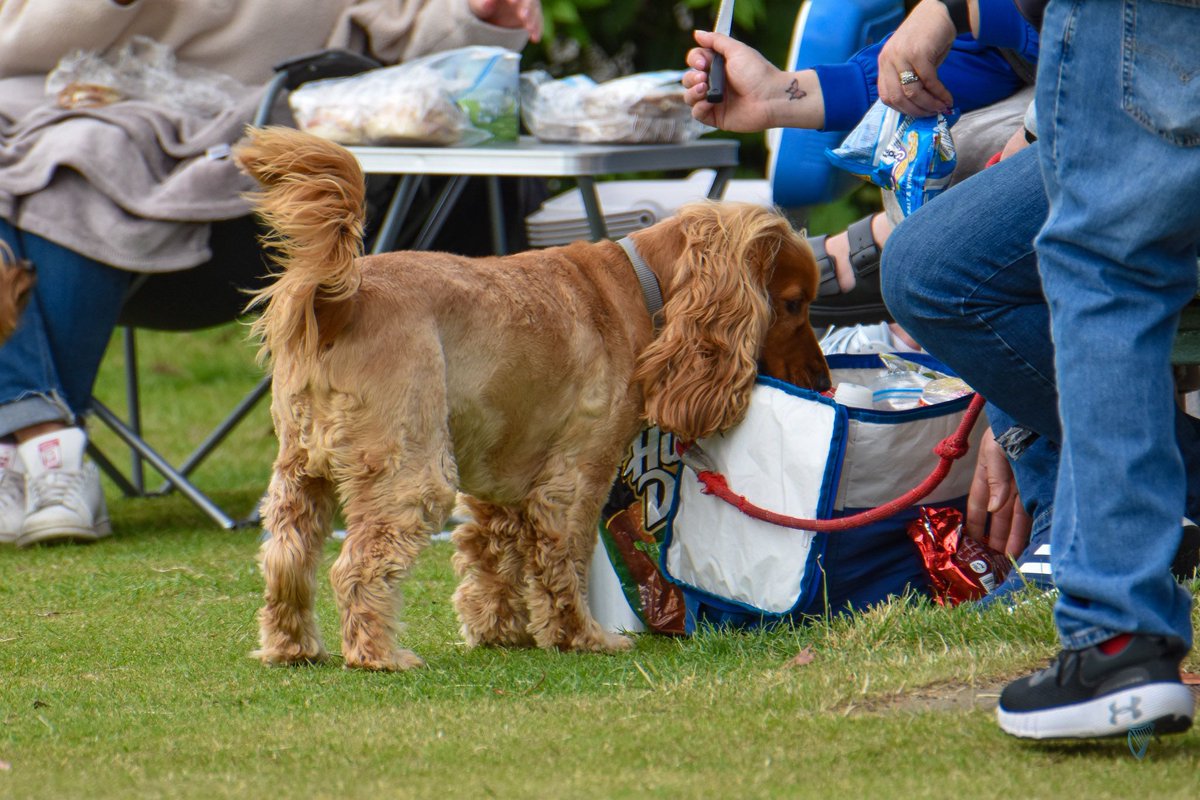 cricketleinster's tweet photo. 💙PLAYER REGISTRATIONS💙

📈 5,000 across 46 clubs
📊 1,910 youths at 35 clubs
🏏 900+ female players 
🐶 Countless dogs! 

https://t.co/q3jLGq5dTf https://t.co/9wtx8n3TjJ