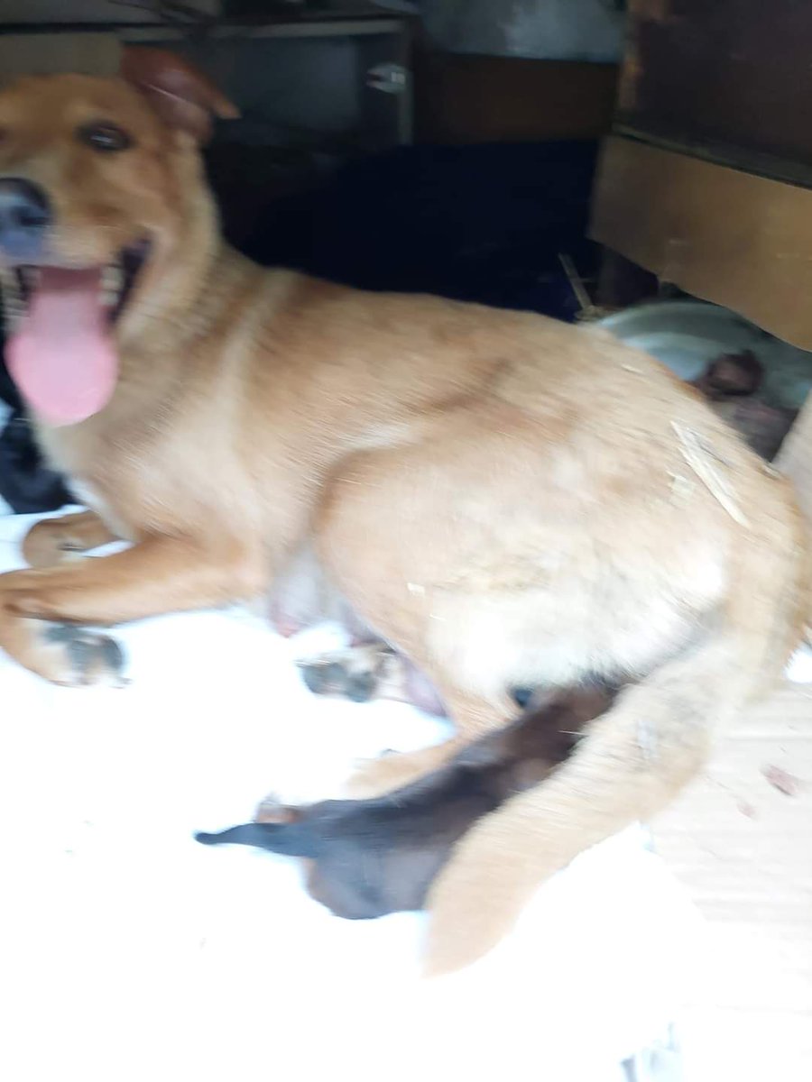 1pazovackeSape's tweet photo. ‼️‼️‼️‼️‼️‼️‼️citajte i delite,HITNOOO POTREBAN SMESTAJ ZA MAMU I 6 BEBA,ZA VECERAS SU NAJAVILI NEVREME,SKLONJENI  SU GDE SMO ZNALE,ALI TO JE SAMO ZA VECERAS.OSIM UPOMOC,NE ZNAM STA DA NAPISEM!!!
Nova Pazova https://t.co/GW6nHaNVUO