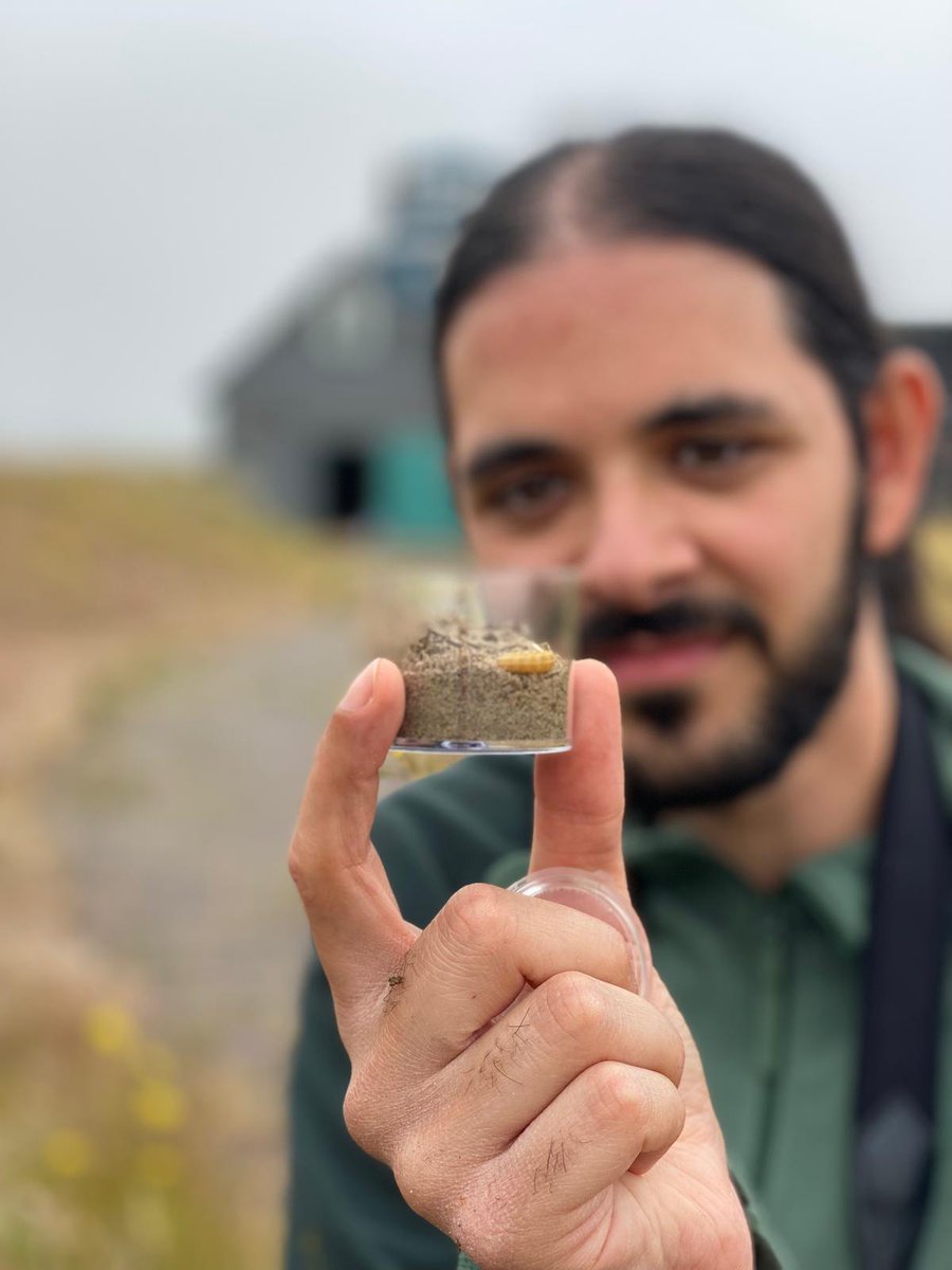 IdrisAdamsBio's tweet photo. Obligatory fieldwork photos... and my first marked #wasp!
Great trip to Norfolk last week with @WaspWoman @TimBlackburn66 https://t.co/qBz2HEjzHr