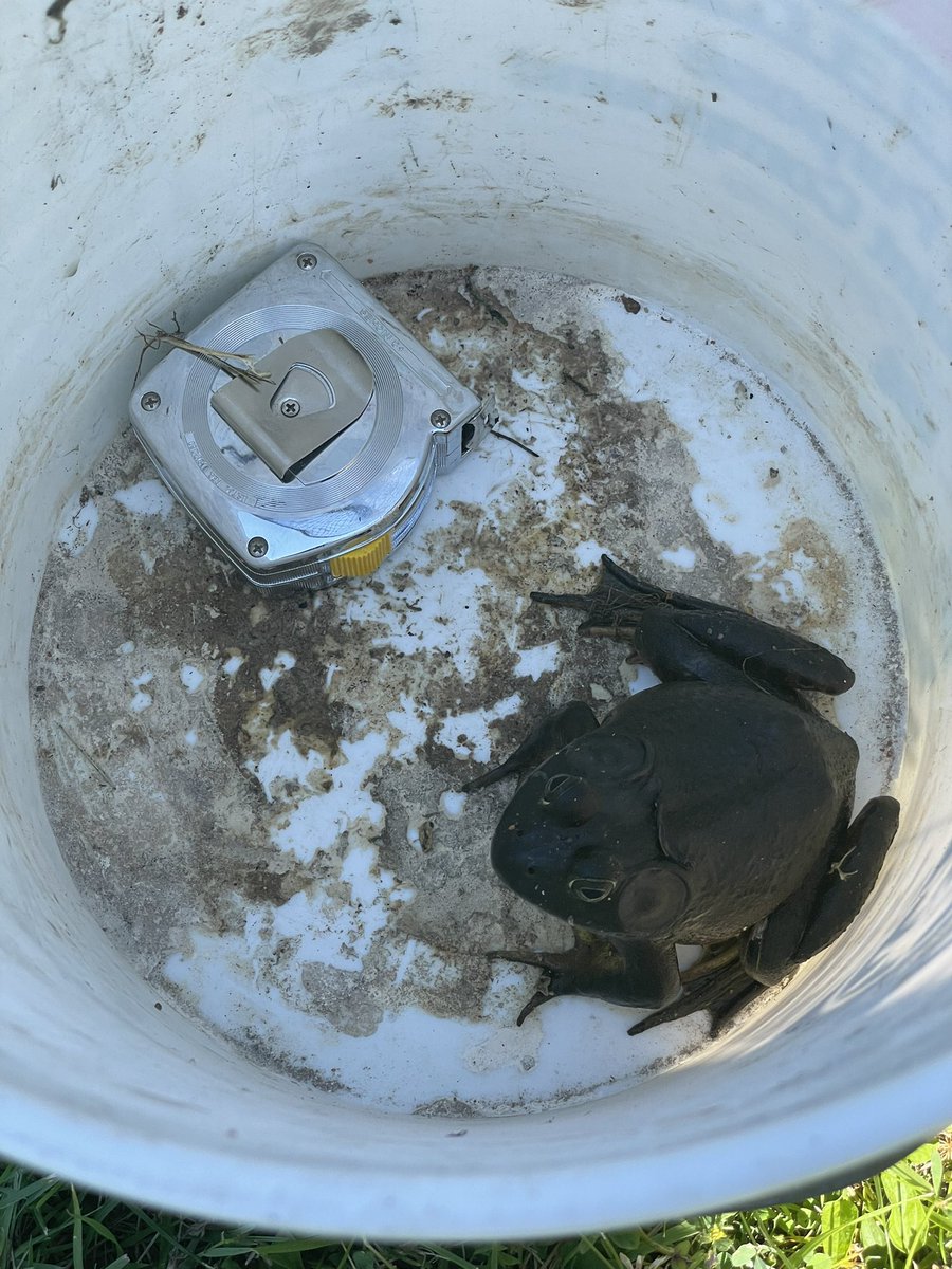 JustinKipp1's tweet photo. Big frog captured https://t.co/qYuriwM1w7