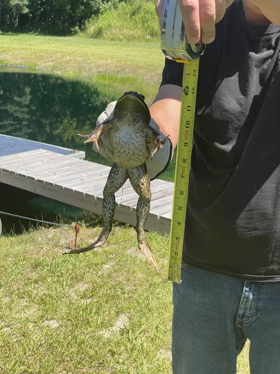 JustinKipp1's tweet photo. Big frog captured https://t.co/qYuriwM1w7