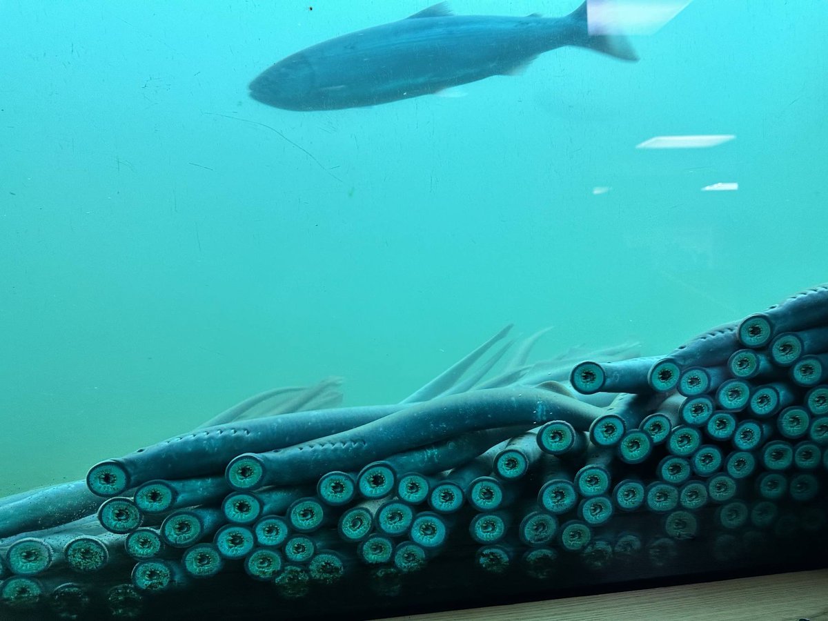 This spectacular pic, via the Columbia River Inter-Tribal Fish Commission, is what you need today: "The Bonneville Dam fish ladder is currently a superhighway of Pacific lamprey... nearly 7,000 have passed the counting window and the season is just getting going."

📷: Anna Allen