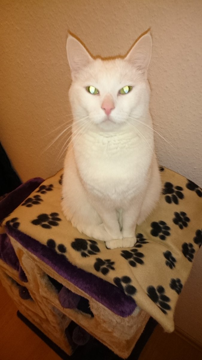 Whitecat1971's tweet photo. #Ehrenspalier für @SamRow101 #Mory https://t.co/sUNssOWICH