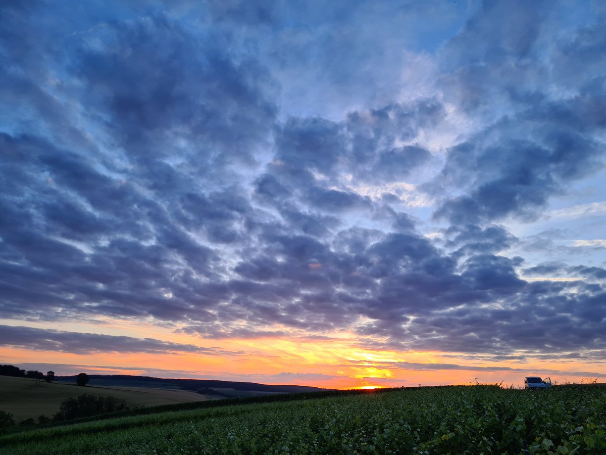 benoit51390's tweet photo. [Point tournée vignoble su soir]

#Champagne 
📍#Lhéry
📌#LesMonets
🍇#Meunier &amp; #Chardonnay https://t.co/YWlfntKA7F