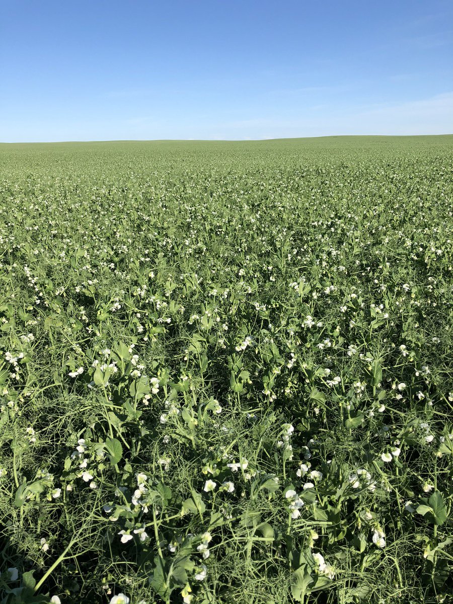 farmer41402905's tweet photo. #RevUpForRevyPro @BASFAgSolutions https://t.co/TWddanzbHs