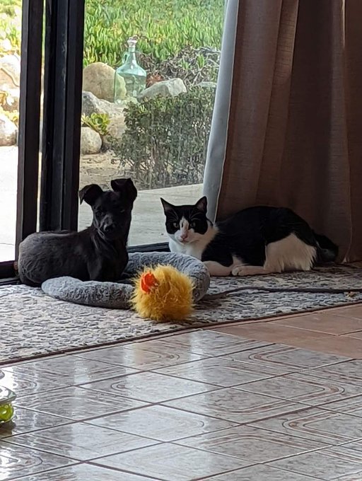 Baby Chica and her kitty https://t.co/rec410Ai0A