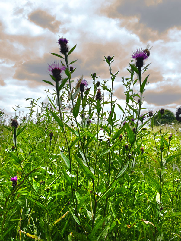 eugpower's tweet photo. "Walking" #192
#wildflowers #hampsteadheath #photography #walking #thistleflower #outdoors #summer #summerflowersinbloom #greenbeauty #lookingatnature #medows #iphonephotography https://t.co/zrDnLOuwae