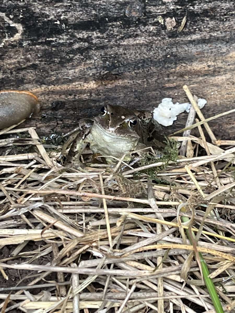 LawnPrimaryFS's tweet photo. It’s not just bugs who visit our bug hotels! 🐸 https://t.co/xO221K8BJO