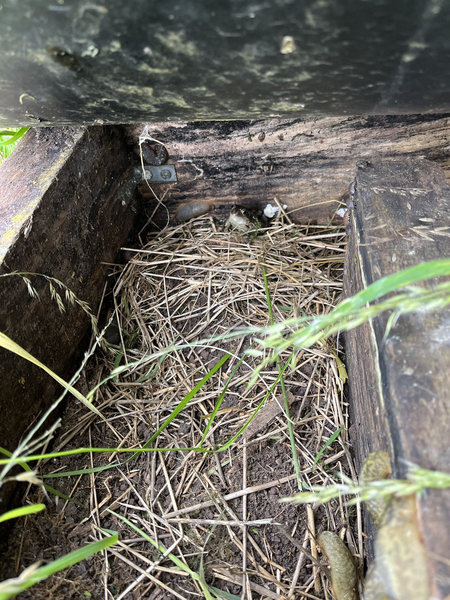 LawnPrimaryFS's tweet photo. It’s not just bugs who visit our bug hotels! 🐸 https://t.co/xO221K8BJO