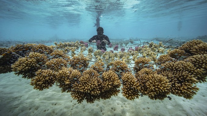 Coral Gardeners (@coral_gardeners) on Twitter photo Check out <a href="/TitouanBernicot/">Titouan Bernicot</a>'s most recent podcast episode on coral reef gardening with <a href="/thetimes/">The Times and The Sunday Times</a> and our partner <a href="/ROLEX/">ROLEX</a> through their Perpetual Planet Initiative: youtube.com/watch?v=fHxbZ0… #CoralGardeners #SaveTheReef #OceanPodcast #Rolex #PerpetualRolex Check out <a href="/TitouanBernicot/">Titouan Bernicot</a>'s most recent podcast episode on coral reef gardening with <a href="/thetimes/">The Times and The Sunday Times</a> and our partner <a href="/ROLEX/">ROLEX</a> through their Perpetual Planet Initiative: youtube.com/watch?v=fHxbZ0… #CoralGardeners #SaveTheReef #OceanPodcast #Rolex #PerpetualRolex