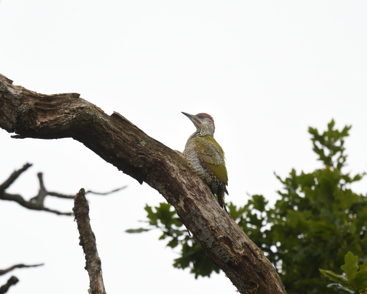 JoKingDevon's tweet photo. well chuffed to see our #GreenWoodpeckers have fledged another juvenile again this year 😀#Shutterton #Dawlish #Devon https://t.co/igCaN5Ch3u