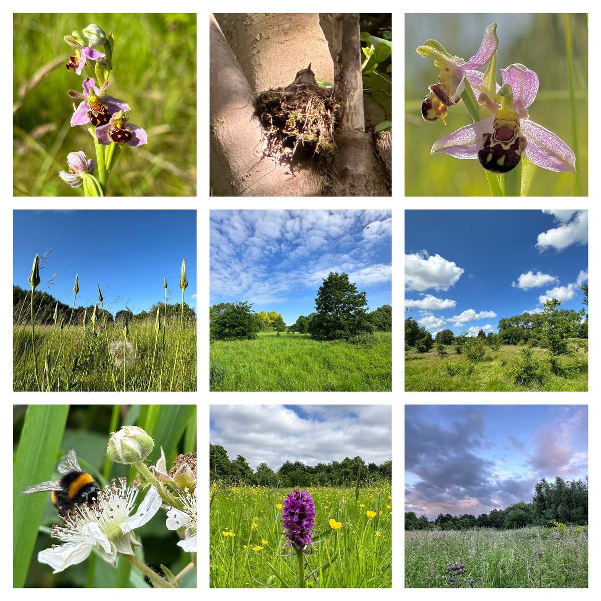 InsightUpNorth's tweet photo. My favourite images of @ryebankfields #manchester during #30dayswild - these beautiful fields are under threat of destruction by developers. 
#dailydoseofnature #365dayswild #wellbeing #nature #therapy #outdoors #mindfulness #therapistsconnect #selfcare #mentalhealth #health https://t.co/ZyGkwBC6mP