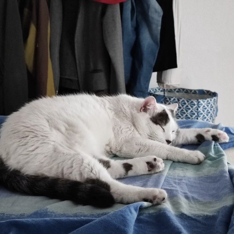 Tokay le chat 🐾 tweet media