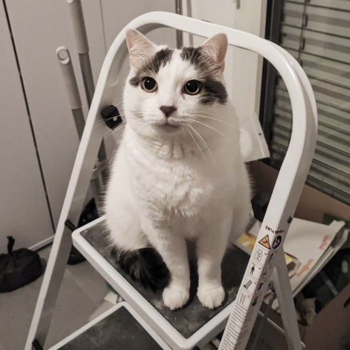 Aujourd’hui, j’ai six ans, les bipèdes!! Je vous fais des câlins et pense fort à vous 😻 Je suis heureux ❤️