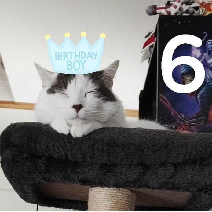 Tokay le chat 🐾 tweet media