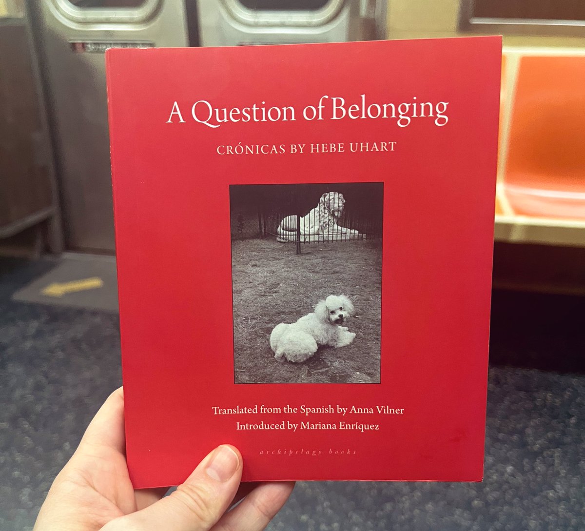 My review of Hebe Uhart’s fun and attentive A QUESTION OF BELONGING (tr. Anna Vilner for <a href="/archipelagobks/">Archipelago Books</a>) is in <a href="/worldlittoday/">WorldLiteratureToday</a>’s July issue, in print where books are sold and online here: worldliteraturetoday.org/2024/july/ques… 🎇