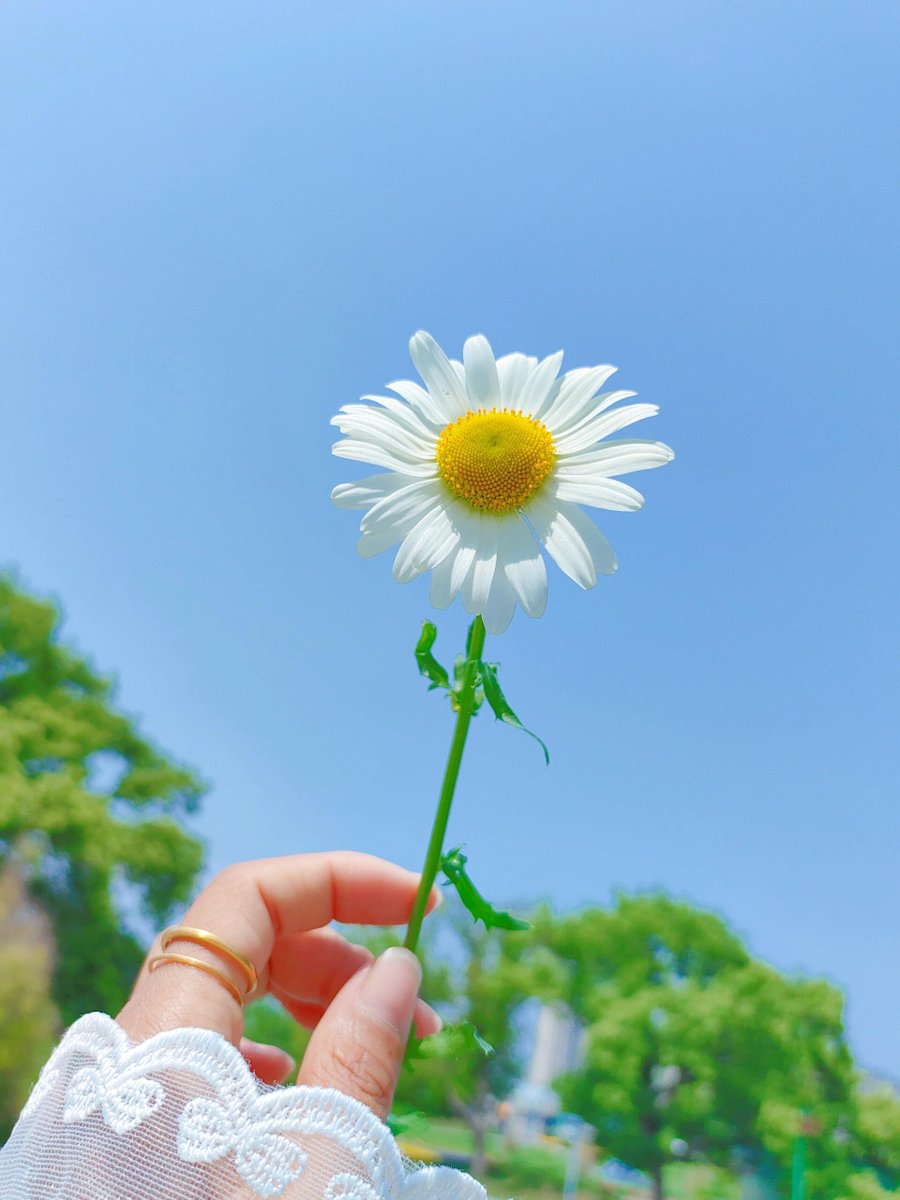 In sunlight , the blue sky and the colourful flower are so beautiful but they don't beauty like me😝🌷🌼💐