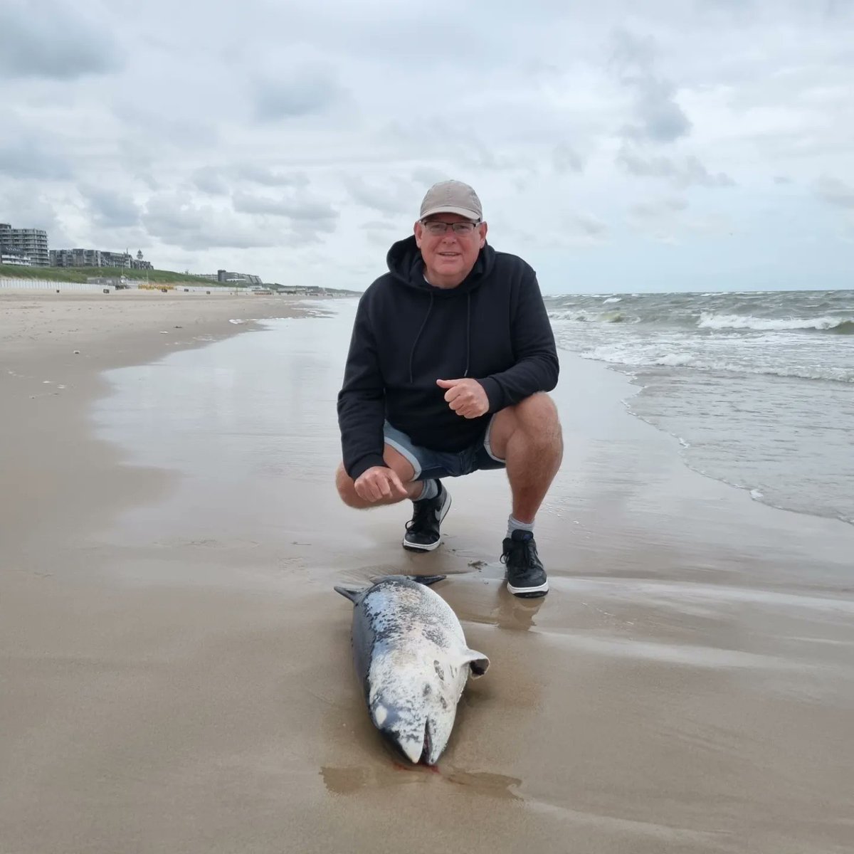 Hmmm, heb ik weer... een dooie #bruinvis van een metertje op het strand van Egmond aan Zee. Sta je dan... moederziel alleen tijdens je avondwandeling. Zeehondencentrum Pieterburen komt 'm halen voor destructie... (ik verstond eerst sushi) 🤪 <a href="/Sjef55/">Sjef Kenniphaas</a>