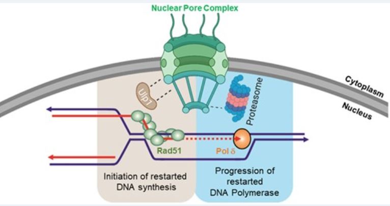 Lambert Lab (@sarahla47195747) on Twitter photo Team publication <a href="/institut_curie/">Institut Curie</a> <a href="/CNRSbiologie/">CNRS Biologie</a>, <a href="/UnivParisSaclay/">Université Paris-Saclay</a>, showing how the nuclear pore environment ensures optimal replication fork restart. Thanks to Tony Carr @GDSC_Sussex , <a href="/KarolKramarz2/">Karol Kramarz</a> @Karel_Naiman. Congratulations to Kamila <a href="/schirmeisen_k/">Kamila Schirmeisen</a>. doi.org/10.1093/nar/gk… Team publication <a href="/institut_curie/">Institut Curie</a> <a href="/CNRSbiologie/">CNRS Biologie</a>, <a href="/UnivParisSaclay/">Université Paris-Saclay</a>, showing how the nuclear pore environment ensures optimal replication fork restart. Thanks to Tony Carr @GDSC_Sussex , <a href="/KarolKramarz2/">Karol Kramarz</a> @Karel_Naiman. Congratulations to Kamila <a href="/schirmeisen_k/">Kamila Schirmeisen</a>. doi.org/10.1093/nar/gk…