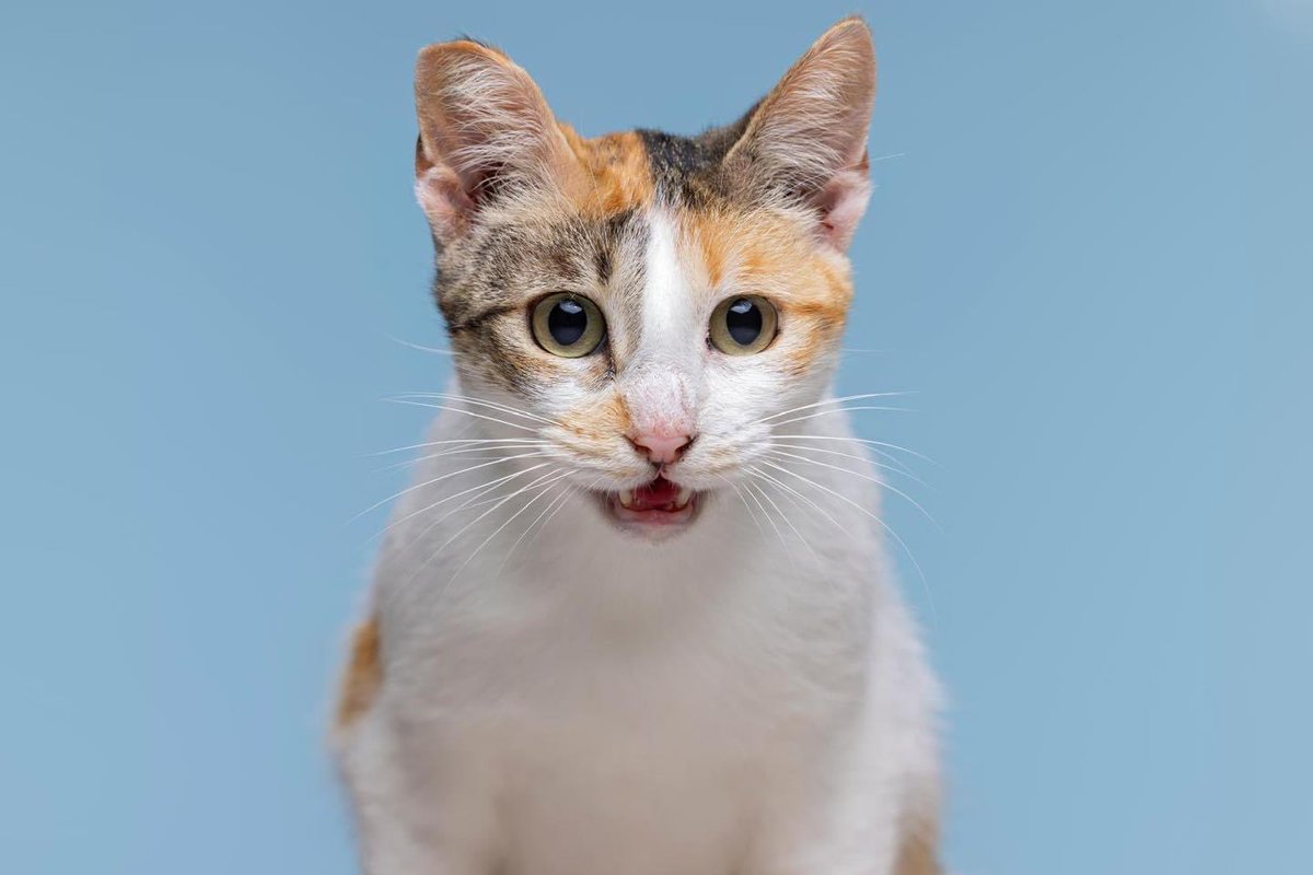 Os presentamos a La Flaca, una de nuestras Peludas Centella, nuestros peludos más luminosos en la sombra y que pasan totalmente desapercibidos.
Intentamos día a día que no se apague su ✨chispa✨ ¿Nos ayudas a difundirla? 💙

Esta niña tan bella de tan solo 4 añitos fué recogida