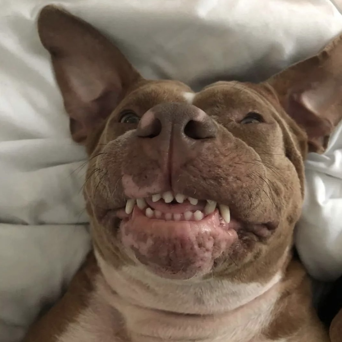 MuttNation's tweet photo. Did you know that bully breeds often spend longer in shelters than other dogs, despite being some of the most loyal and loving pets? These misunderstood pups are ready to fill your home with joy and unconditional love. Let's give them the chance they deserve. ❤️🐾 #BullyBreedLove #AdoptDontShop #Muttnation