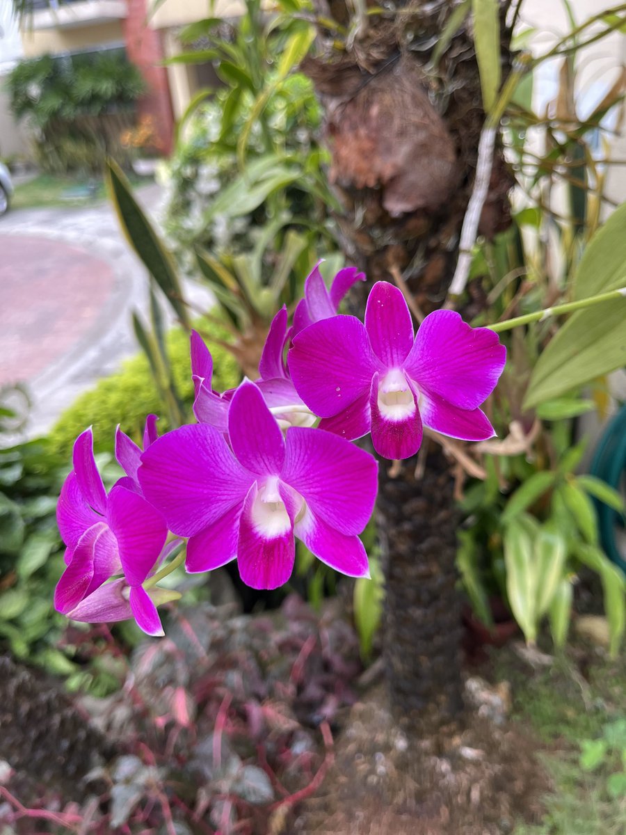 Gonzaby's tweet photo. Como cada Julio, aquí está nuevamente
#orchid https://t.co/2GNJSYFa20