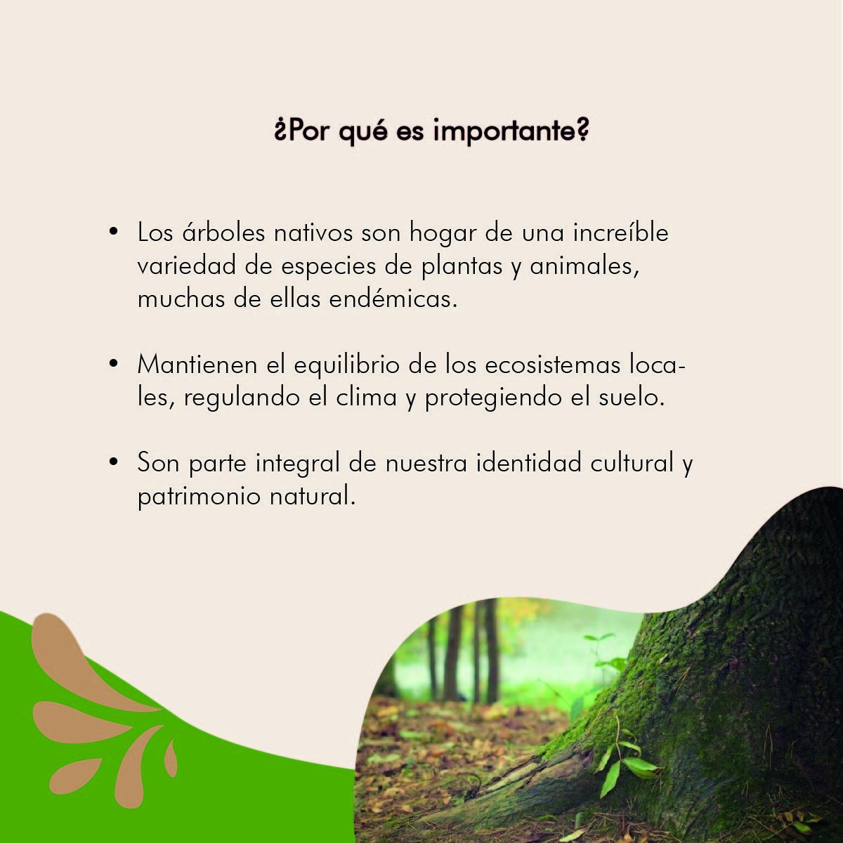 EstacionVia's tweet photo. 🌳🌿 ¡Hoy celebramos el Día del Árbol Misionero! 🌿🌳

Este día nos recuerda la importancia de preservar y cuidar nuestra biodiversidad única y pulmón verde esencial para nuestro planeta.
@passalacquaok @gobmisiones https://t.co/0zkEEFYQ87