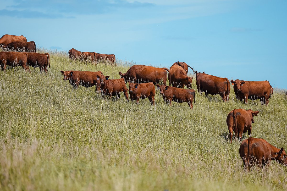 AM agro (@amagrouy) on Twitter photo 