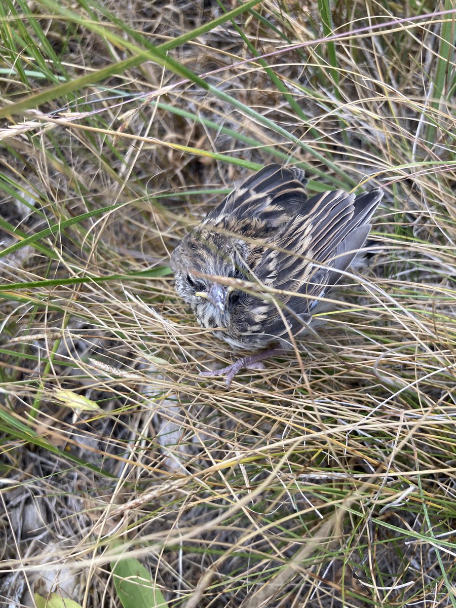 If Bird Twitter is listening can anyone i.d. this fledgling? NE Oregon.
