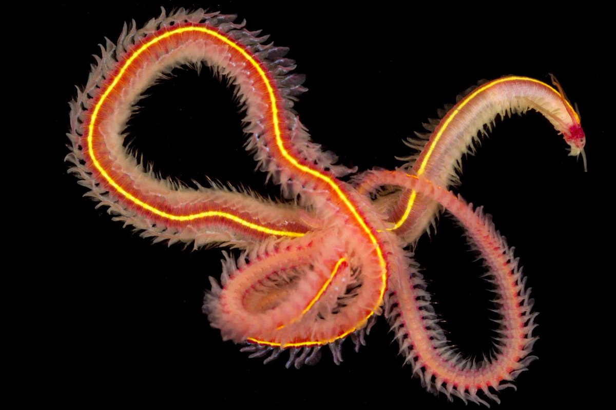 SteveTrewhella1's tweet photo. #happyworldpolychaeteday https://t.co/MU2oIE2KOb