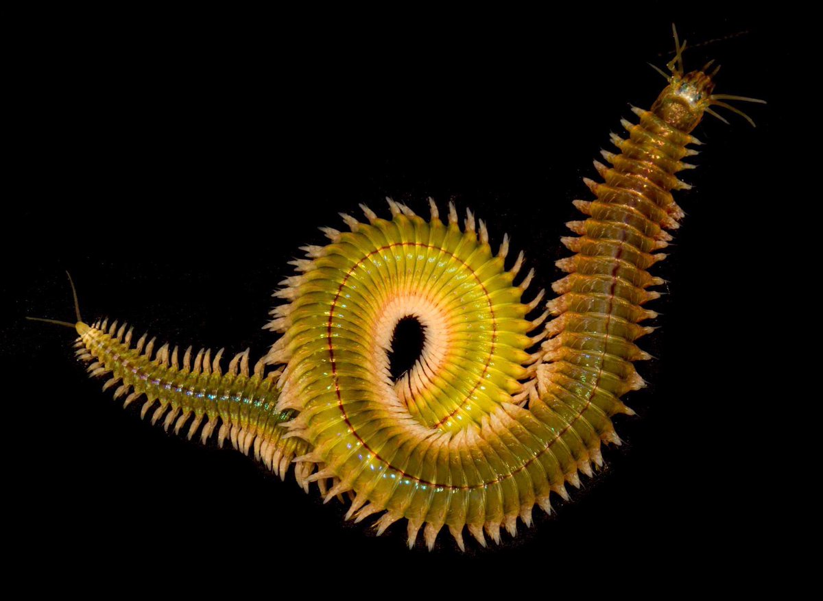 SteveTrewhella1's tweet photo. #happyworldpolychaeteday https://t.co/MU2oIE2KOb