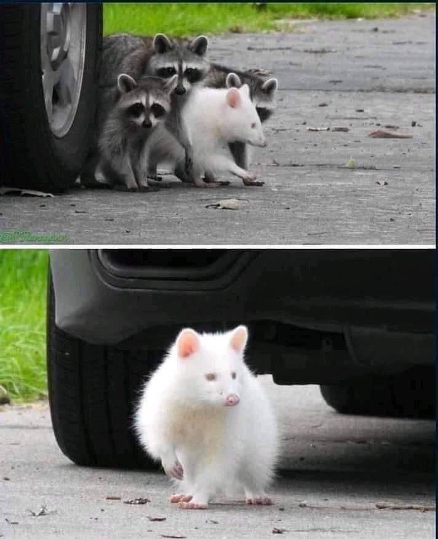 ♪Miguel♪ tweet media