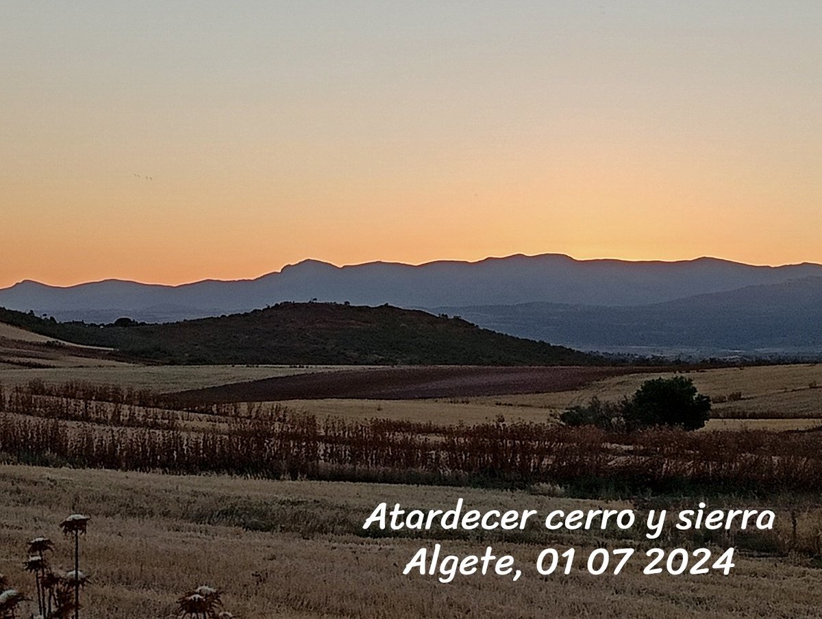 Continúa la #cosecha de cereales por #Algete trabajando hasta el anochecer por los campos. Además de trigo y cebada, vemos otro cultivo nuevo y nos dicen que es #CÁRTAMO, planta oleaginosa, cuya flor se utilizaba en la India para tintes y ahora las semillas aquí para aceites.