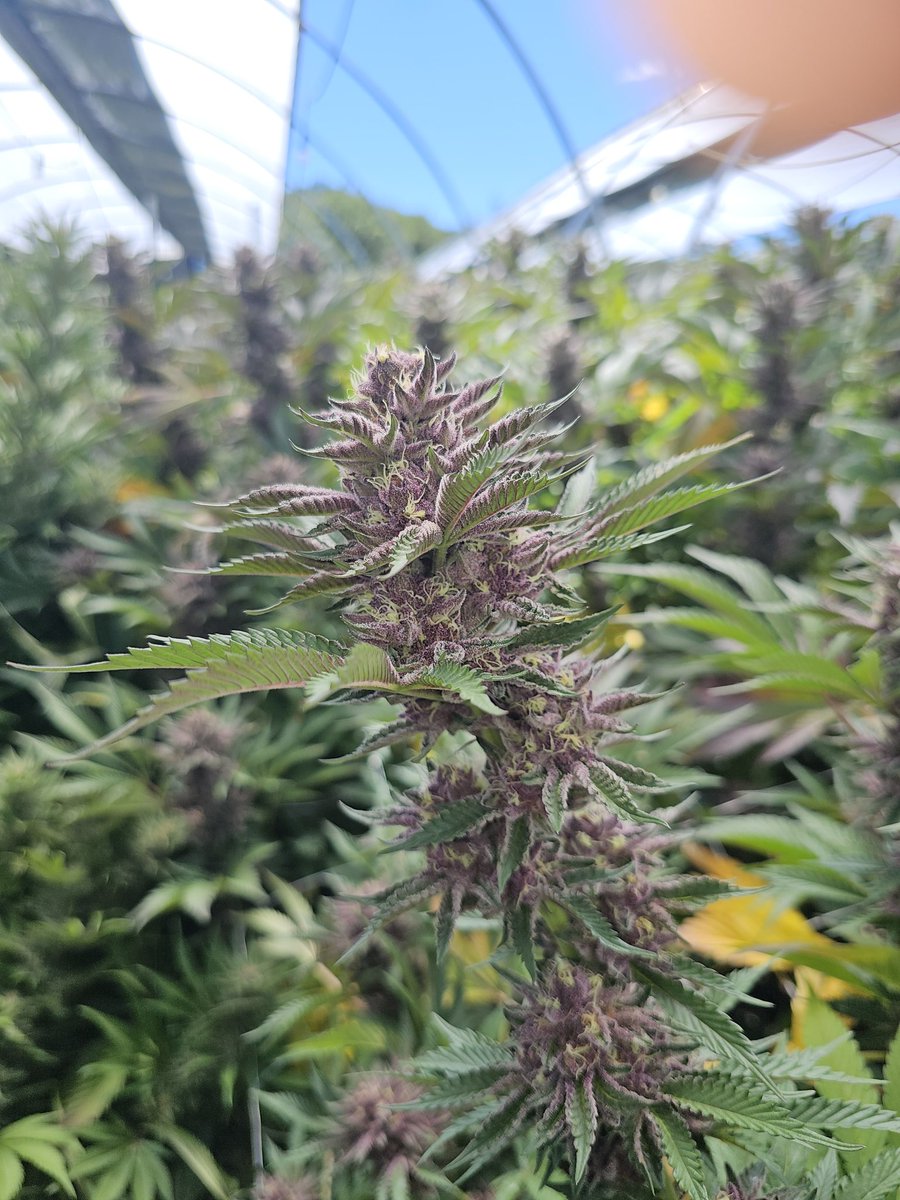 Geist707's tweet photo. Greenhouse 1st deps looking good! https://t.co/HMzDFAnbgn