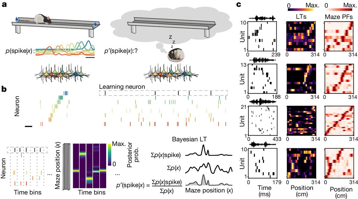 A study in <a href="/Nature/">nature</a> shows how sleep affects memory in the hippocampus, shaping how animals remember and navigate their surroundings. 🔒 
go.nature.com/3RL9QGG