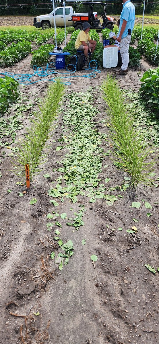 Time point #1 for simulated insect defoliation in soybeans with PhD student Adam Whitfield. The crew loves "punching" leaflets, while Adam and I handle the other treatments, like the 100% shown. We will have good data after 3 years to calculate EILs and defoliation thresholds.