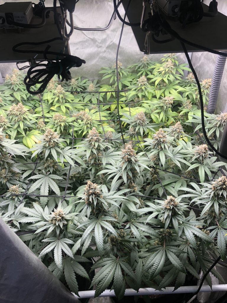 TankGrows's tweet photo. BLACK OPAL X ZKITTLES from @irvineseedco CHOPPED AND HANGING! First time drying in a garage to make room for some autos I started. Pound dawg F5, God particle and Frosted cheer Os from @Speedrunseeds https://t.co/tmi37hNJLT