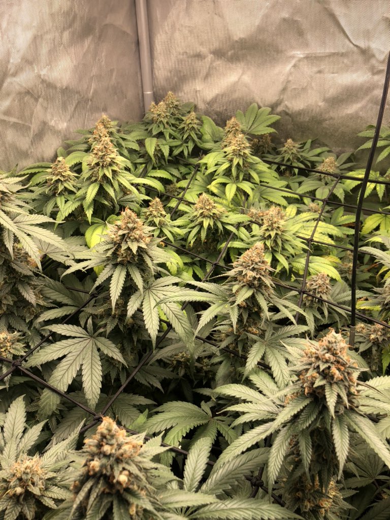 TankGrows's tweet photo. BLACK OPAL X ZKITTLES from @irvineseedco CHOPPED AND HANGING! First time drying in a garage to make room for some autos I started. Pound dawg F5, God particle and Frosted cheer Os from @Speedrunseeds https://t.co/tmi37hNJLT