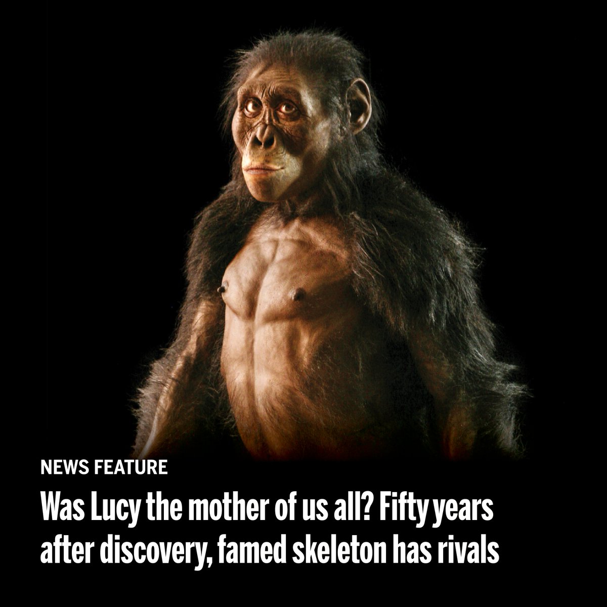 ScienceMagazine's tweet photo. Was Lucy the mother of us all? Fifty years after her discovery, the 3.2-million-year-old skeleton has rivals.

Learn more in this @NewsfromScience feature: https://t.co/VIga2NIXUO https://t.co/F68mPwl6wF