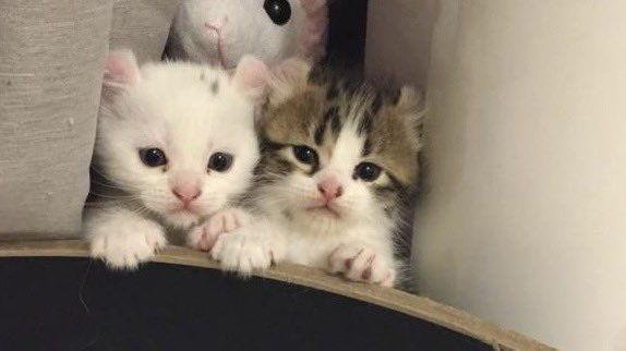 humskrunkle's tweet image. Baby Angel was one of the first hum friends I made here. She was so kind and I loved interacting with her. She made me feel so welcomed in this community. I am devastated to know she is no longer with us.

humskrunkle , lovs u. Soo muchs,,,  hol,d  ur lovd ones ,, xtra  close. ❤️