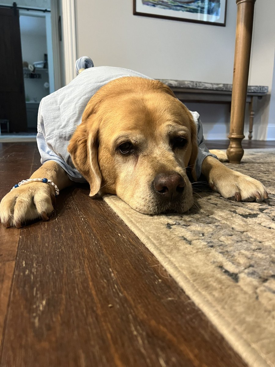 KatieLoganPR's tweet photo. Does #KeepMakingPlans apply to canine cancer patients, too? 😉 Our family dog, Mulligan, had surgery to have a cancerous tumor removed today. After he recovers, he is making plans for lots of walks, dog park visits and snacks! (T-shirt instead of the “cone of shame”) https://t.co/Wsk2kkmk7s